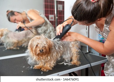 Professional Dog Groomer Images Stock Photos Vectors Shutterstock