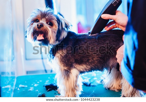 Female Groomer Haircut Yorkshire Terrier On Stock Photo