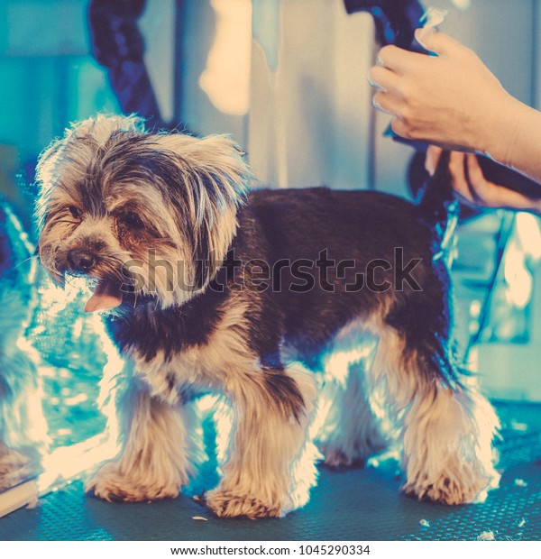 Female Groomer Haircut Yorkshire Terrier On Stockfoto Jetzt