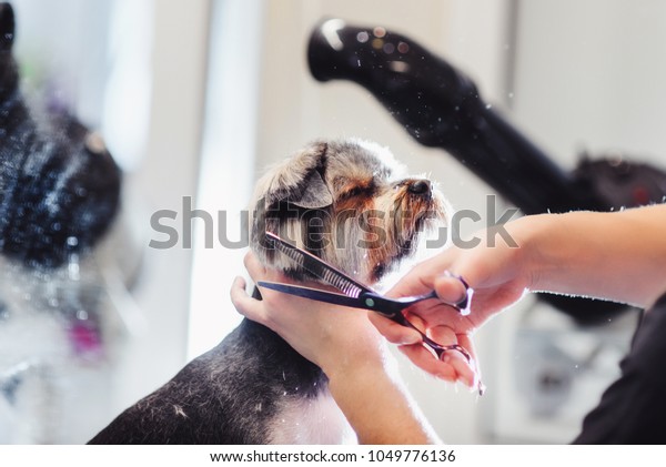 Female groomer\
haircut yorkshire terrier on the table for grooming in the beauty\
salon for dogs. process of final shearing of a dog\'s hair with\
scissors. muzzle of a dog\
view
