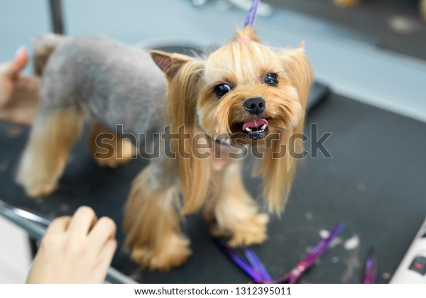 Female Groomer Haircut Yorkshire Terrier On Royalty Free