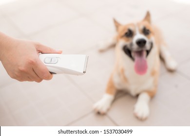 Female Groomer Trimming Dog Hair With Clipper.