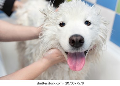 A Female Groomer Washes A Samoyed Dog In The Bathroom. A Big Dog In A Barber Shop.