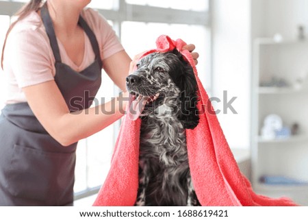Female groomer washing dog in salon
