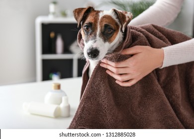 Female Groomer Wiping Dog After Washing In Salon