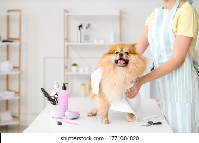 Female Groomer Wiping Dog's Hair After Washing In Salon