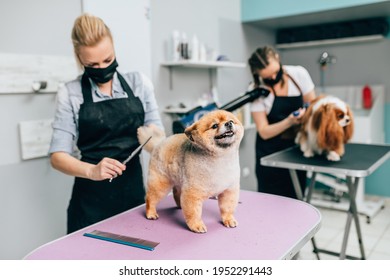 19,381 Dog groomer Stock Photos, Images & Photography | Shutterstock