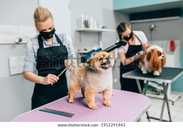 Female\
groomers with protective face masks brushing Pomeranian dog and\
Cavalier King Charles Spaniel at grooming\
salon.