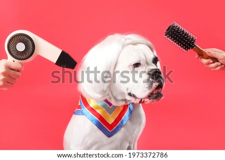 Female groomers taking care of cute dog on color background