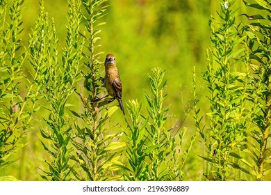 A Female Grosbeak Perched on a Weed Stem