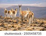 Female guanaco looking at the camera feeds her young with several guanacos and a mountain in the background in Argentine Patagonia.