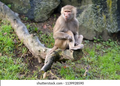 Female Hamadryas baboon sits on a tree log. Hamadryas baboons are native to the Horn of Africa and the southwestern tip of the Arabian Peninsula.