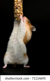 Female Hamster Trying To Reach Her Food Against Black Background.