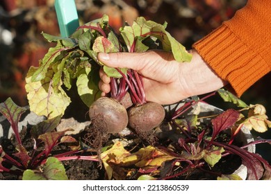 Female Hand With A Beetroot Of The Terrace Garden. - Powered by Shutterstock