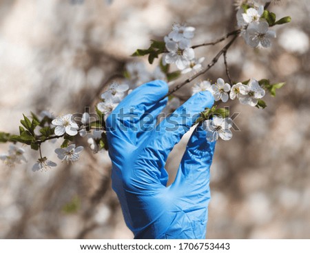 A female hand in a blue medical glove touches white flowers of a tree in spring during the coronavirus epidemic