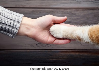 Female Hand With Cat Paw On Grey Background