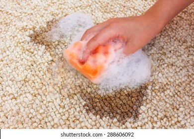Female hand cleans carpet with sponge and detergent. Coffee spilled on floor. 