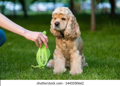Female hand with dog shit in bag. Picking up dog poop.