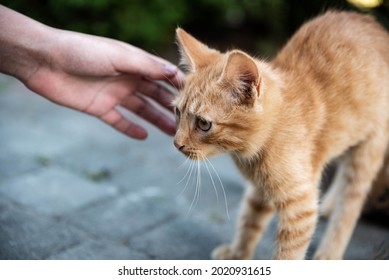 Une main femelle s'étendit à un petit chat rouge et tabby. Un chat stressé en position défensive.