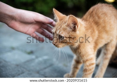 A female hand extended to a small, red and tabby cat. A stressed cat in a defensive posture.