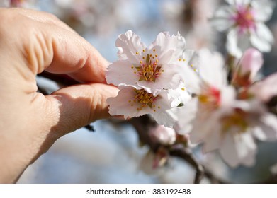 Female hand and flower of blossom tree 