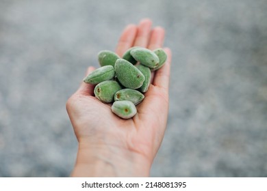 Female hand with fresh unripe almonds on gray background. Fresh raw green almond nuts. Top view.