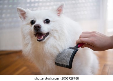 Female hand with furminator combing cute German spitz pomeranian dog fur, closeup. A pile of wool, hair and grooming tool in background. Concept of seasonal pet molting, dog and cat care at home.