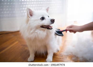 Female hand with furminator combing German spitz pomeranian dog fur, closeup. A pile of wool, hair and grooming tool in background. Concept of seasonal pet molting, dog and cat care at home.