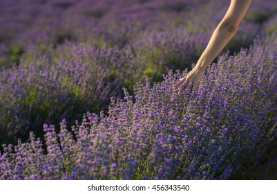 Female hand gently touching the tops of lavender bushes in bloom in a field of lavender.