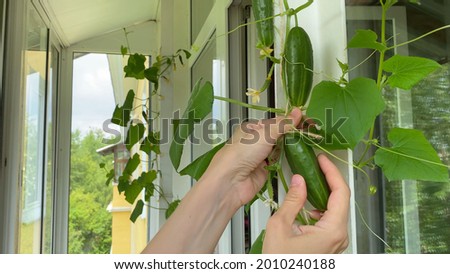 Female hand harvesting cucumber, plants growing on windowsill on balcony. Home garden in apartment