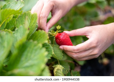 Female hand harvesting red fresh ripe organic strawberry in garden. Woman picking strawberries in field, closeup. - Powered by Shutterstock