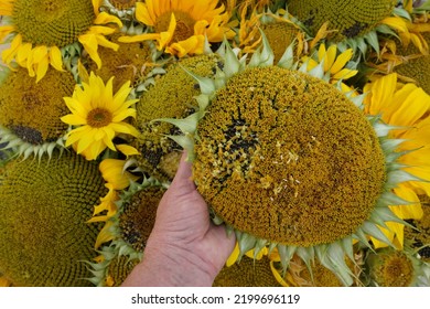 Female Hand With Helianthus And Flat Lay Background With Diverse Sunflowers. - Shutterstock ID 2199696119