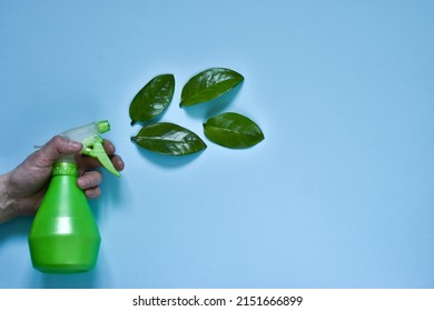 Female Hand Hold Green Spray Bottle With Green Fresh Leaves On A Blue Background. Concept Of Natural Eco Friendly Cleaning Product. Flat Lay Composition With Copy Space