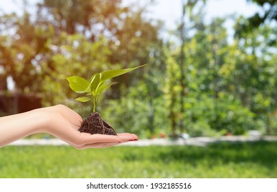 Female hand hold growing seedling. Female hand holding tree on nature. Growing concept. Enviroment concept. Copy space