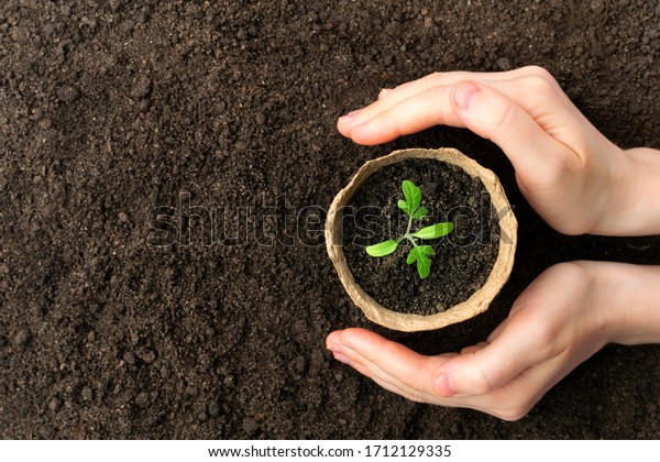Female hand hold growing seedling in pot at the\
ground. Eco care\
concept.