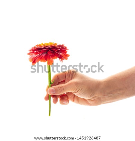 A female hand holding a blossoming zinnia flower isolated on white background. A flower as a gift and symbol of love concept