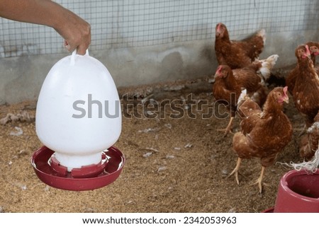 Female hand holding a bucket of water to bring to the chickens in the coop