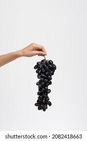 Female Hand Holding A Bunch Of Blue Grapes Isolate On White Background. Copy Space 