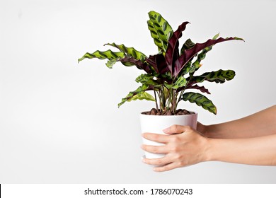 Female Hand Holding Calathea Lancifolia (rattlesnake Plant) In Pot Isolated On White Background. 