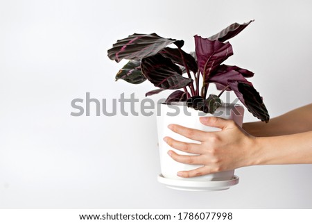 Female hand holding Calathea Roseopicta (Dottie) in pot isolated on white background. 