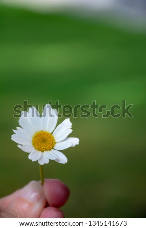 Similar – A flower for you