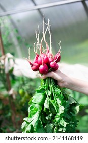 Female hand holding crop of radishes in greenhouse. Concept of healthy food, organic vegetables. Vertical image. Selective focus.