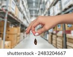 Female hand holding dead cockroach in warehouse setting. Concept of pest control and sanitation in storage areas