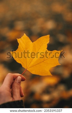 Female hand holding a fallen bright yellow maple leave. Autumnal vertical background