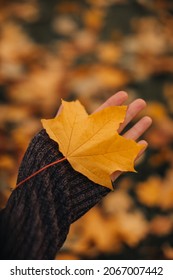 Female Hand Holding A Fallen Yellow Maple Leave. Autumnal Background. Autumn Details