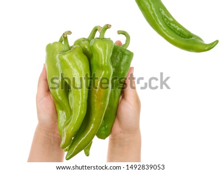 Female hand holding Fresh green pepper on white background                               