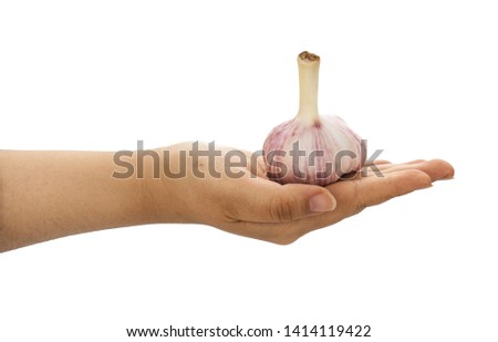            
Female hand holding Garlic on a white background                     