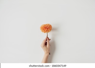 Female Hand Holding Ginger Dahlia Flower On White Background. Top View, Flat Lay Minimal Creative Floral Concept.