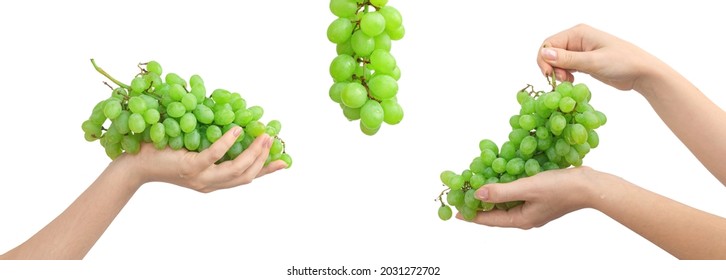 Female Hand Holding Grapes Isolated On A White Background, Collage Composition, Banner