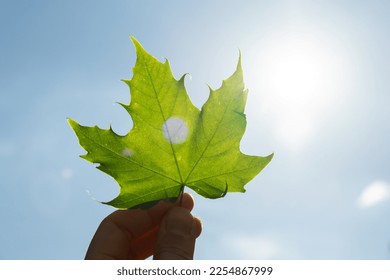 Female hand holding green maple leaf in sunbeam background. Ray of the sun breaks Natural background